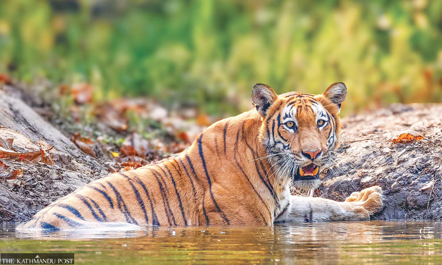 Habitat concerns grow as Nepal counts a record 429 tigers  https://kathmandupost.com/national/2026/07/30/habitat-concerns-grow-as-nepal-counts-a-record-429-tigers
